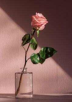 a single pink rose in a clear glass vase with water on the bottom and green leaves sticking out of it