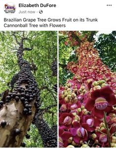 two pictures with different types of flowers growing on the same tree and one has red berries hanging from it's branches