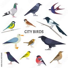 various kinds of birds sitting on a branch in different colors and sizes, with the words city birds above them