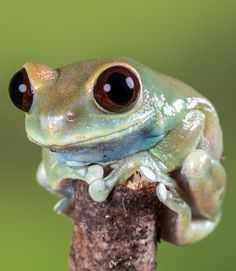 a close up of a frog on a branch