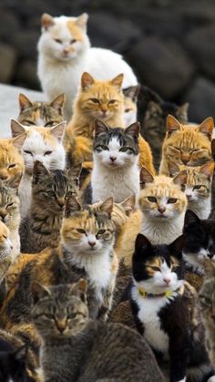 a large group of cats are standing together