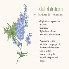 delphinium meanings and symbolism Delphinium Flower Meaning, Larkspur Flower Arrangements, Larkspur Flower Meaning, Flowers Names And Meaning, Larkspur Meaning, Delphinium Tattoo Design, Delfinium Flower Tattoo, Plants With Meaning, Larkspur Flower Aesthetic