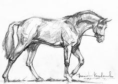 a pencil drawing of a horse standing on the ground