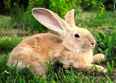 a small rabbit sitting in the grass