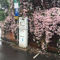 a parking meter sitting next to a flowering tree