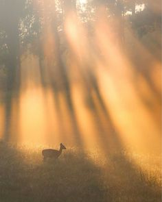 a deer standing in the middle of a field with sunbeams shining down on it