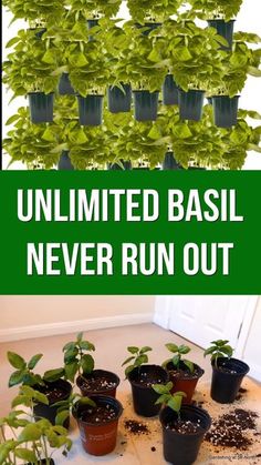 a bunch of plants that are on the ground with text overlay saying, ultimate guide to growing basil and never run out