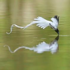 a white bird flying over the water with its wings spread out and it's reflection in the water