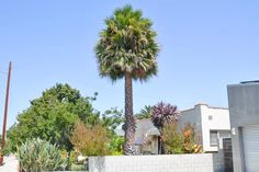 there is a palm tree in the middle of this street with garages on both sides