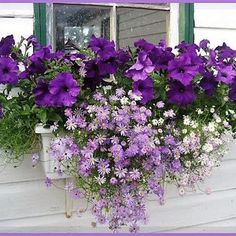 purple and white flowers in a window box