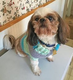 a small dog sitting on top of a white table next to a flowered wall