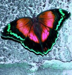 a red and green butterfly sitting on top of a cement wall