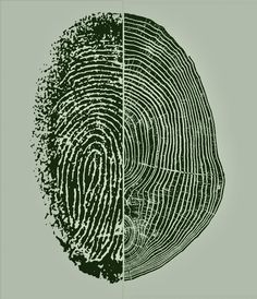 two different images of a fingerprint and the same image as it appears to have been drawn