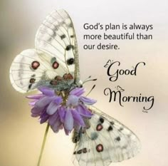 two butterflies sitting on top of a purple flower with the words god's plan is always more beautiful than our desired morning