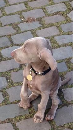 a brown dog sitting on top of a brick road next to grass and dirt covered ground