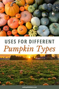 pumpkins with the title uses for different pumpkin types