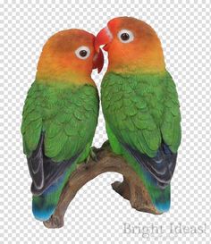 two green and orange birds sitting on top of a tree branch with their beaks touching