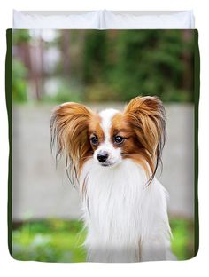 a brown and white dog with long hair looking at the camera