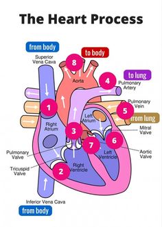 diagram of the human heart with labels