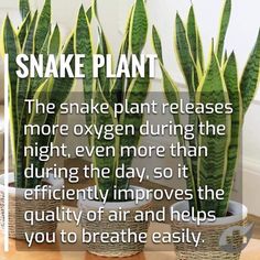 snake plant on table with caption that says snake plant the snake plant releases more oxygen during the night, even more than during the day, so it efficiently improve