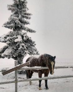 a horse is standing in the snow by a fence and tree with snow on it