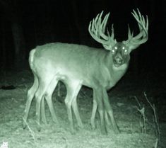 a white - tailed deer with glowing eyes in the dark