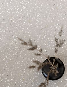 a black plate sitting on top of a white floor next to a plant with small leaves