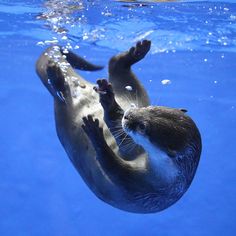 an otter swimming in the blue water