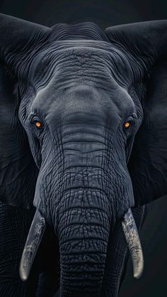 an elephant with tusks and orange eyes looks straight ahead in front of a black background