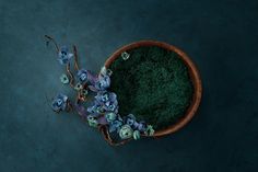 an overhead view of a potted plant with blue flowers