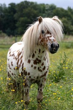 a brown and white spotted horse standing on top of a lush green grass covered field