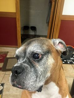 a brown and white dog looking at the camera