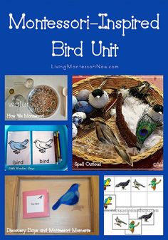 montessori - inspired bird unit with pictures and instructions