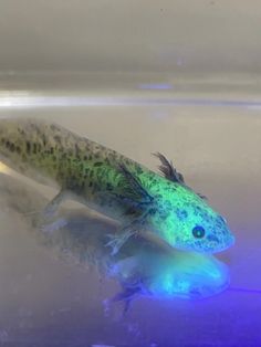 a fish that is swimming in some water with blue and green lights on it's side