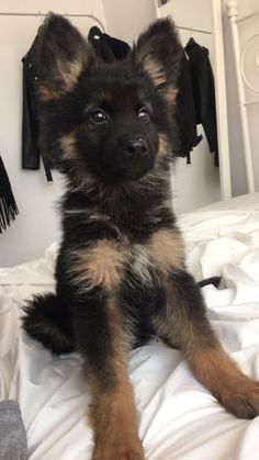 a small dog sitting on top of a bed