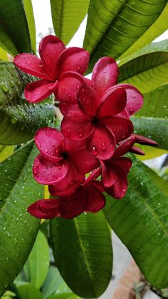 a red flower with water droplets on it