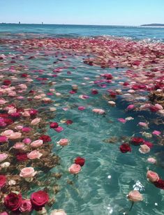 many pink flowers floating in the water next to each other on top of a sandy beach