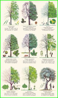 the different types of trees are shown in this diagram