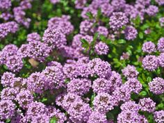 purple flowers are blooming in the garden