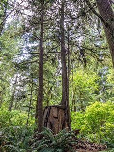 a large tree stump in the middle of a forest with lots of trees around it