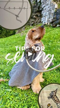 a dog wearing a dress and leash sitting in the grass