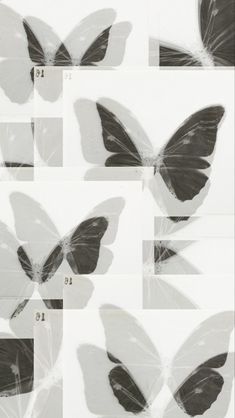 six images of black and white butterflies with numbers in each one's wing wings