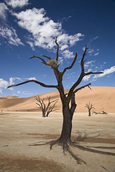 a dead tree in the desert with no leaves