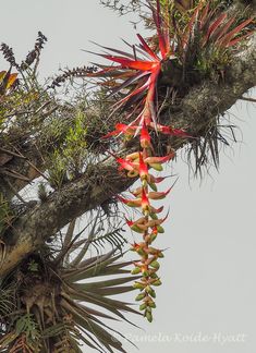 an exotic plant growing on the side of a tree