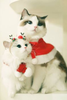 two cats dressed up as santa clause and reindeer hats