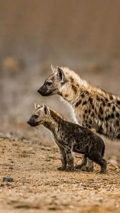 two spotted hyenas are walking on the dirt