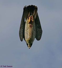 an owl is hanging upside down in the air