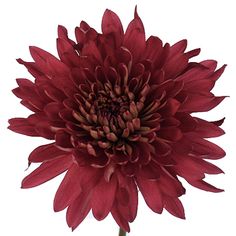 a large red flower on a white background