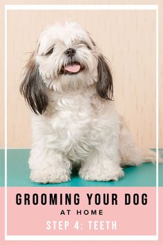 a small white dog sitting on top of a blue mat with the words grooming your dog at home