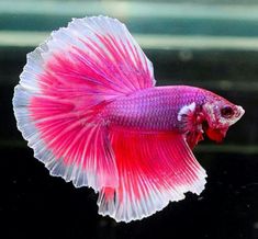 a red and white siamese fish in an aquarium